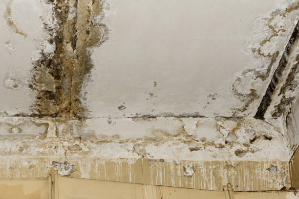 Best Environmental Consulting for Mold Prevention  in Millis Clicquot, MA