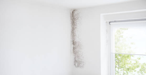 Best Dehumidification Services  in Millis Clicquot, MA
