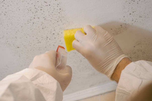  Millis Clicquot, MA Mold Removal Pros