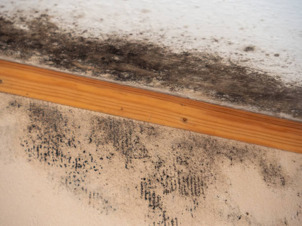 Best Comprehensive Air Testing for Mold Contaminants  in Millis Clicquot, MA