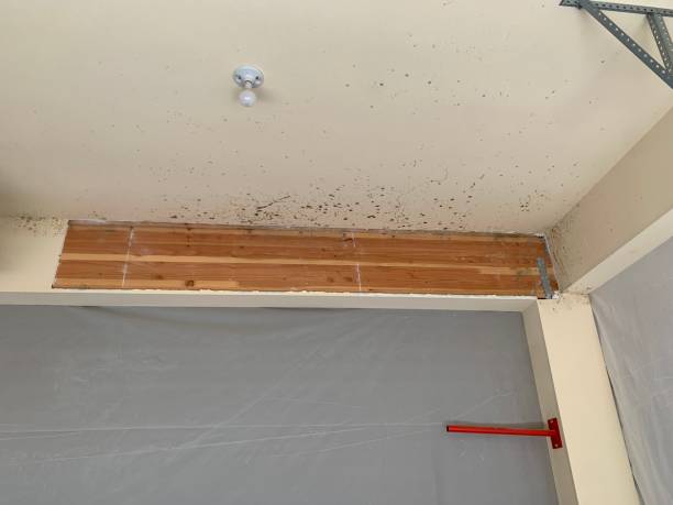 Best Basement Mold Removal  in Millis Clicquot, MA