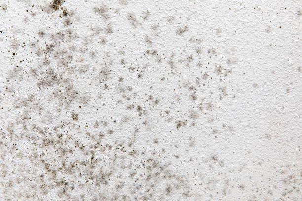 Best Emergency Mold Remediation  in Millis Clicquot, MA