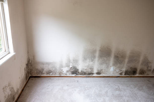 Best Black Mold Removal  in Millis Clicquot, MA