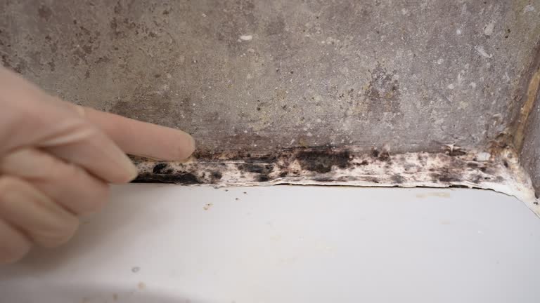 Best Attic Mold Removal  in Millis Clicquot, MA